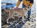 Adopt Leo a Anatolian Shepherd