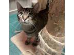 Adopt Fleur a Brown or Chocolate Domestic Shorthair / Mixed cat in Lindenwold