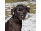 Adopt Wallace a Black Labrador Retriever