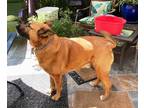 Adopt Leo a Tan/Yellow/Fawn - with Black German Shepherd Dog / Belgian Malinois