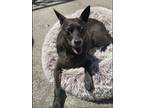 Adopt tippy a Black Australian Cattle Dog / Terrier (Unknown Type