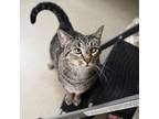 Adopt Maurice a Domestic Short Hair