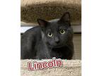 Adopt Lincoln a Gray or Blue Domestic Shorthair / Domestic Shorthair / Mixed cat