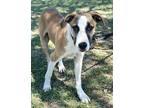 Adopt Denver a Brown/Chocolate - with White Hound (Unknown Type) / Great