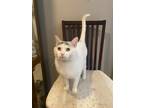 Adopt Ike a White Domestic Shorthair / Domestic Shorthair / Mixed cat in Tinley
