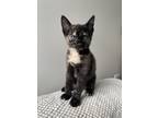 Adopt Franny a Tortoiseshell Domestic Shorthair (short coat) cat in Greensboro