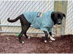 Adopt Archie (H+) a Black Retriever (Unknown Type) / Mixed dog in Paducah