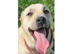 Adopt GARLAND a Labrador Retriever / Golden Retriever / Mixed dog in Taylor