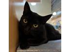 Adopt Coral Bells a All Black Domestic Shorthair / Mixed cat in Pittsburgh