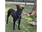 Adopt Max a Black Mixed Breed (Medium) / Mixed dog in Naples, FL (38248564)