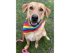 Adopt Oscar Lonestar a Labrador Retriever