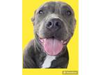 Adopt Koi a American Pit Bull Terrier / Bull Terrier / Mixed dog in Rockport