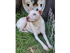 Adopt BoBo a Rat Terrier / Mixed Breed (Medium) / Mixed dog in WAYNESVILLE