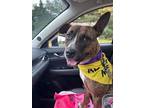 Adopt Elyse a Brown/Chocolate Mixed Breed (Large) / Mixed dog in Blackwood