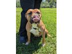 Adopt Shay a Tan/Yellow/Fawn American Pit Bull Terrier / Mixed dog in Gulfport