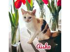 Adopt Aisha a Calico / Mixed (short coat) cat in Nashville, GA (38399806)