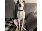 Adopt Harry a Pit Bull Terrier, Pointer