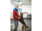 Adopt Samuel a German Shepherd Dog / Alaskan Malamute / Mixed dog in Crandon