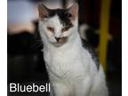 Adopt Bluebell a Domestic Shorthair / Mixed (short coat) cat in Jim Thorpe