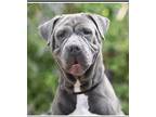 Adopt Maisie a Gray/Silver/Salt & Pepper - with White Shar Pei / Mixed Breed