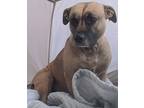 Adopt Noelle a Tan/Yellow/Fawn - with Black Pit Bull Terrier / Mixed Breed