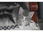 Adopt Banjo May a Black (Mostly) Domestic Shorthair (short coat) cat in