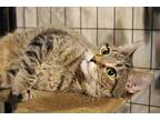 Adopt Roxie a Brown Tabby Domestic Shorthair / Mixed (short coat) cat in Bolton