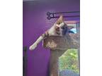 Adopt Harley (Davidson) a White (Mostly) American Shorthair (short coat) cat in