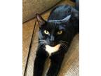 Adopt Halsted a Black & White or Tuxedo Domestic Shorthair / Mixed cat in