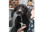 Adopt Rowen a Black Mixed Breed (Medium) / Mixed dog in Halifax, NC (38167257)