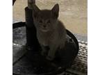 Adopt Floyd a Gray or Blue Domestic Shorthair / Mixed cat in San Angelo