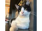 Adopt Sosuke a Domestic Shorthair / Mixed (short coat) cat in St.