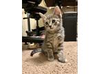 Adopt LAVENDER a Domestic Shorthair cat in Calimesa, CA (38311151)