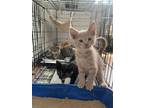 Adopt SWEET WILLIAM a Domestic Shorthair cat in Calimesa, CA (38312756)