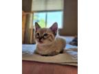 Adopt YOUR BEST FRIEND a Siamese (short coat) cat in Calimesa, CA (38256335)