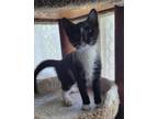 Adopt Kaleb a Spotted Tabby/Leopard Spotted Domestic Shorthair / Mixed cat in