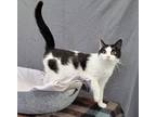 Adopt Peggy a Domestic Shorthair / Mixed (short coat) cat in Dickson