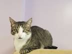 Adopt Oliver a Domestic Shorthair cat in Cortland, NY (38407814)