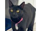 Adopt Chloe a All Black Domestic Shorthair / Mixed cat in Port Washington