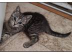 Adopt Reena a Gray, Blue or Silver Tabby Domestic Shorthair (short coat) cat in