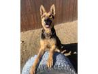 Adopt Declan a German Shepherd Dog