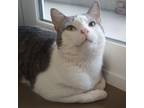 Adopt Fishstick a Tabby