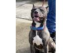 Adopt Gotti a American Staffordshire Terrier, Terrier