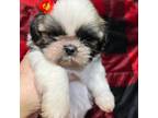 Shih Tzu Puppy for sale in Boonville, IN, USA