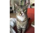 Adopt Arlo the stunning, sweet tabby! a Domestic Short Hair