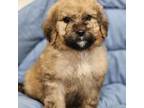Saint Berdoodle Puppy for sale in Dallas, TX, USA