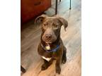 Adopt Sage a Chocolate Labrador Retriever