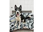 Adopt ARROW a Husky