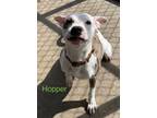 Adopt Hopper A34 AVAILABLE a American Staffordshire Terrier