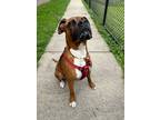 Adopt Tiger a Boxer, Mixed Breed